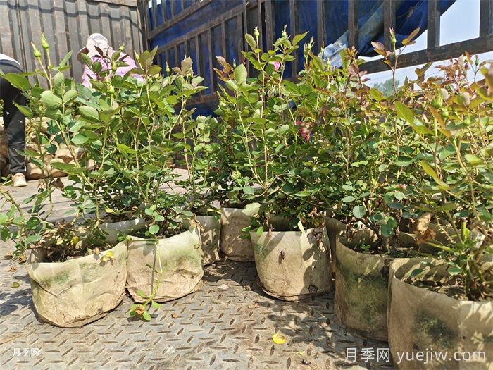 月季如何换盆？换盆后如何养护？(图3)