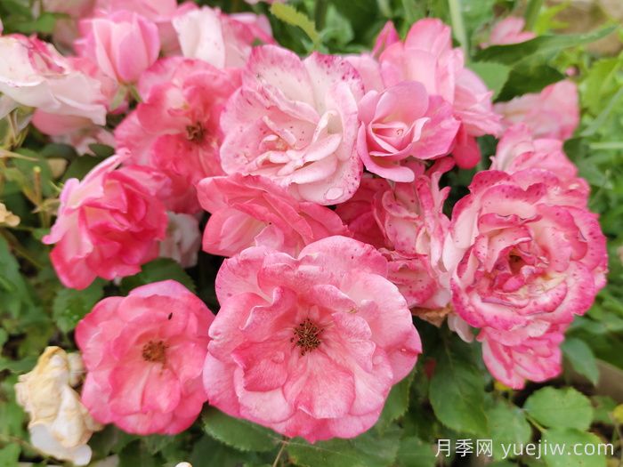 推荐10种疯长藤本月季，快速养出花墙(图6)