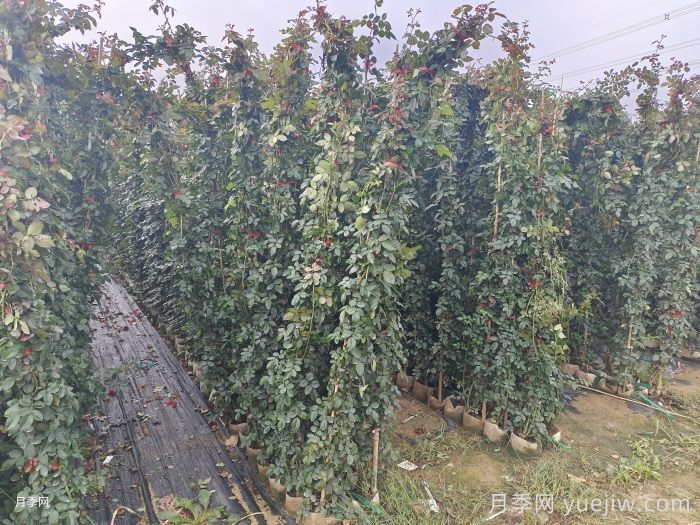 如何快速打造藤本月季花墙?(图2)