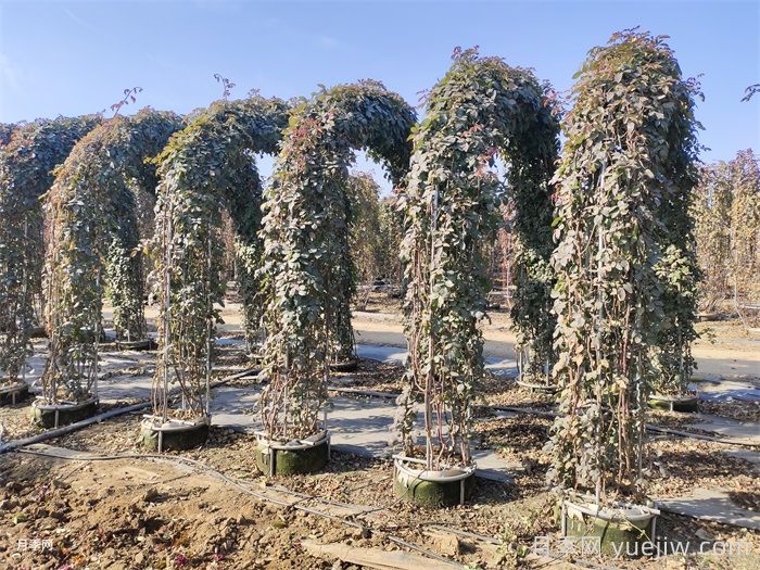 立冬之后,苗木防寒工作要抓紧(图1) 立冬之后,苗木防寒工作要抓紧(图1)