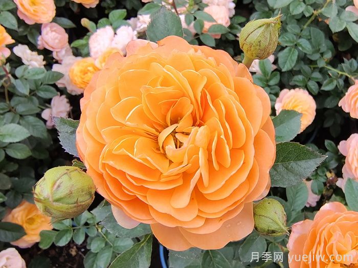 十大最经典月季花，开花最勤(图2)