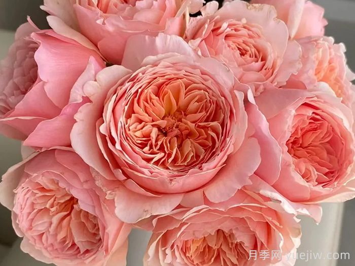 十大最经典月季花，开花最勤(图5)