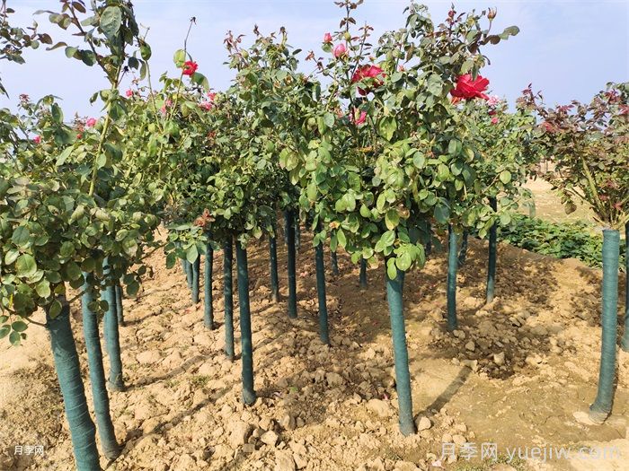 月季花叶子发黄怎么办?(图1) 月季花叶子发黄怎么办?(图1)