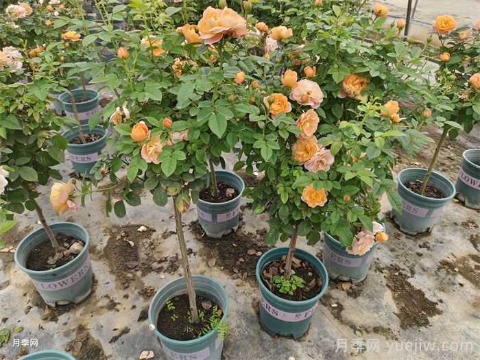 月季花叶子发黄怎么办?(图2) 月季花叶子发黄怎么办?(图2)