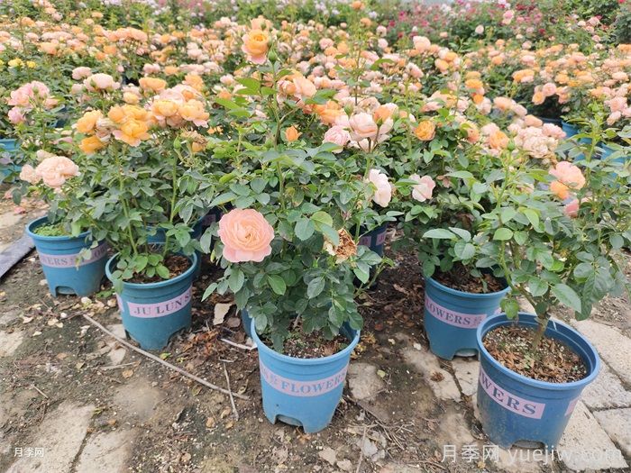 买花卉苗木要选对季节，秋天就买这几类(图1)