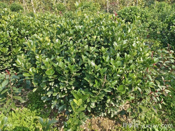 冬青球的养殖和护理方法(图1) 冬青球的养殖和护理方法(图1)