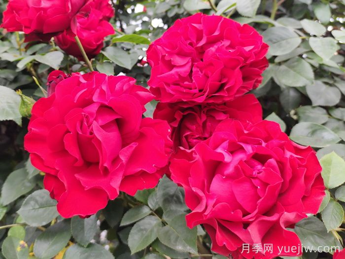 李子柒的小院种了什么月季？低维护好藤本(图4)