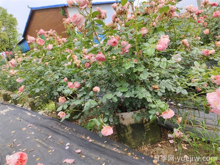 月季花烂根怎么办？(图1)