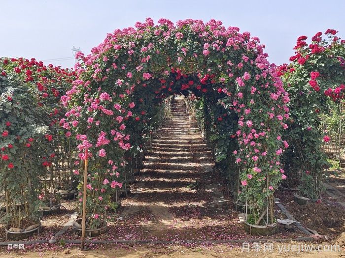 昆明月季与南阳月季的区别？(图3)