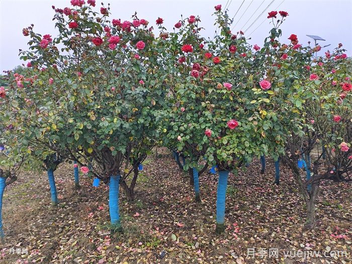 大月季树移植技术要点详细点(图2)