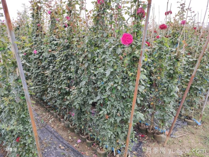 藤本月季入冬前的养护要点(图1)