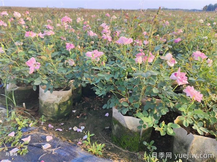 月季花叶子发黄怎么回事?4个原因(图1) 月季花叶子发黄怎么回事?4个原因(图1)