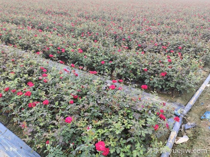 月季花叶子发黄怎么回事?4个原因(图2) 月季花叶子发黄怎么回事?4个原因(图2)