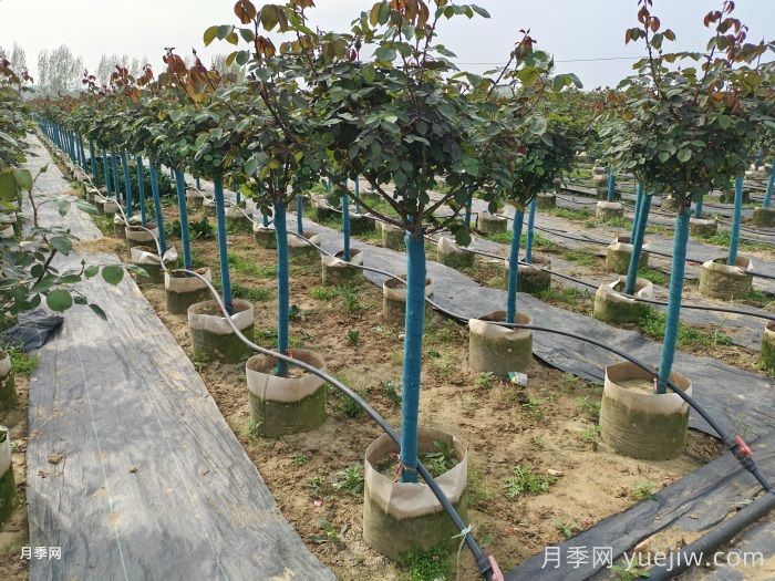 月季升级版月季树，树状月季平时怎么养护？(图2)