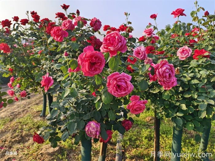 月季花后修剪方法简介(图1)