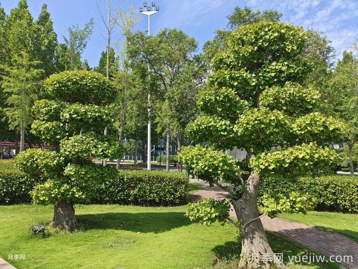 变色植物在公园与城市绿化中的搭配艺术(图1) 变色植物在公园与城市绿化中的搭配艺术(图1)