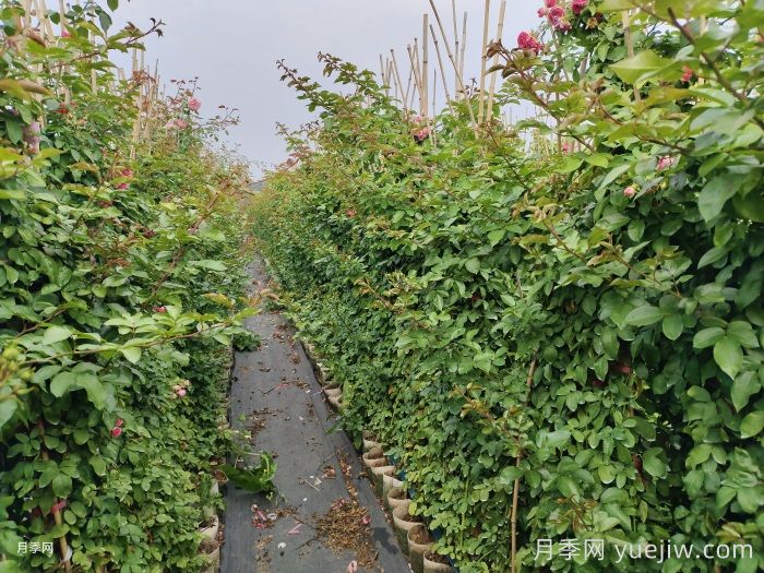 秋季补植补栽如何验收苗木规格与质量？(图2)