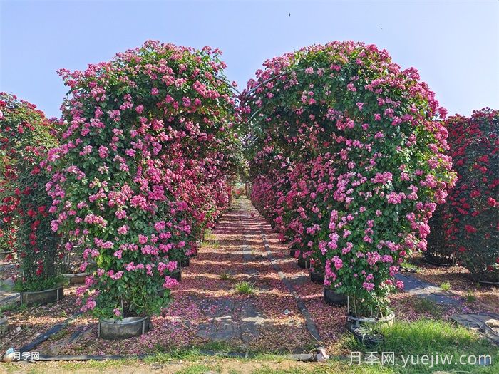 小区内绿化病虫害怎么治?植物怎么修剪?(图1) 小区内绿化病虫害怎么治?植物怎么修剪?(图1)
