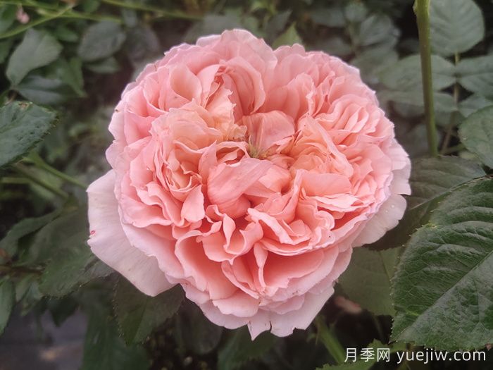 10种经典月季花,藏在阳台上的美好(图2) 10种经典月季花,藏在阳台上的美好(图2)