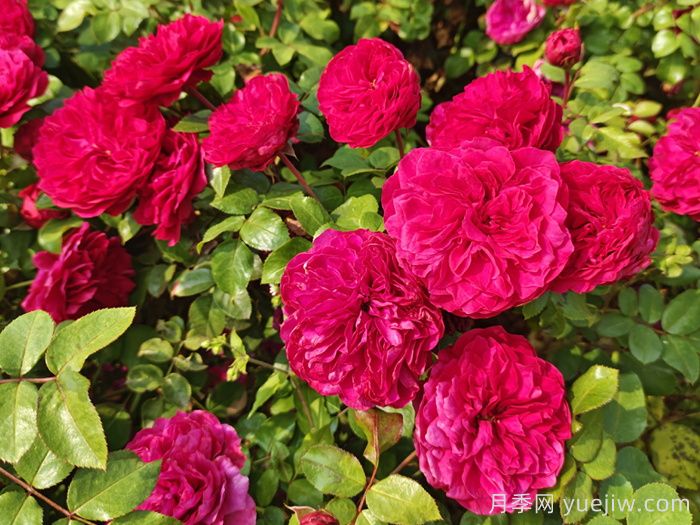 临沂适合养月季吗？市花和市树是什么？(图1)