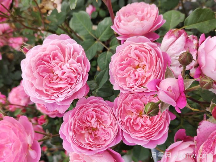 开封适合养月季花吗？市花和市树是什么？(图1)