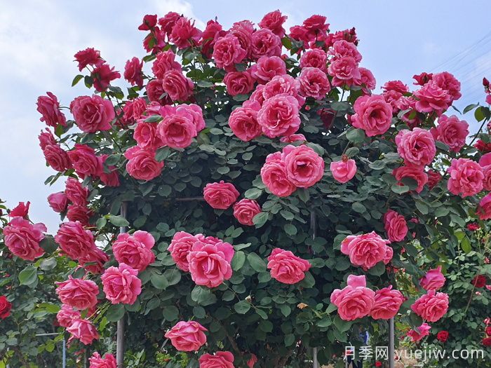 好看且花量大的树状月季，适合庭院种植(图1)