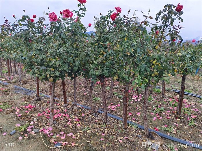 梅雨季节月季养护指南，阴雨天喷药施肥教程(图2)