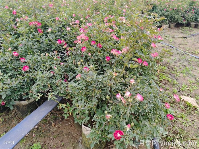 梅雨季节月季养护指南，阴雨天喷药施肥教程(图3)