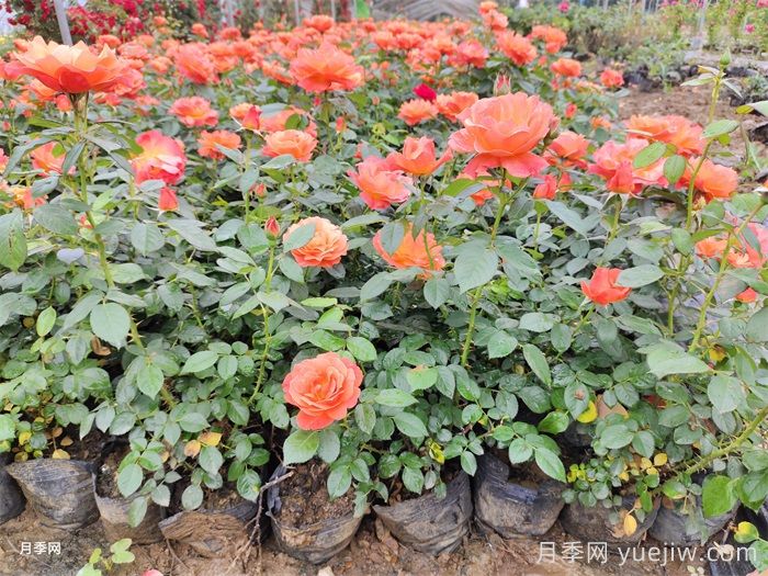 梅雨季节月季养护指南，阴雨天喷药施肥教程(图1)