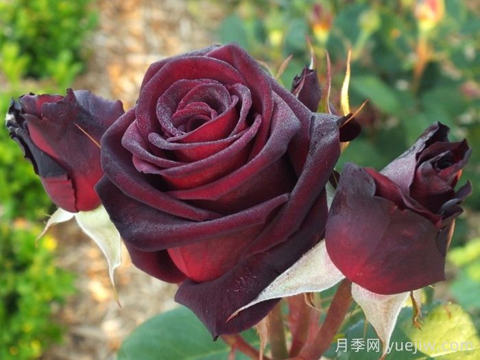 哪个月季品种更黑?黑巴克、黑魔术谁更好养?(图1) 哪个月季品种更黑?黑巴克、黑魔术谁更好养?(图1)