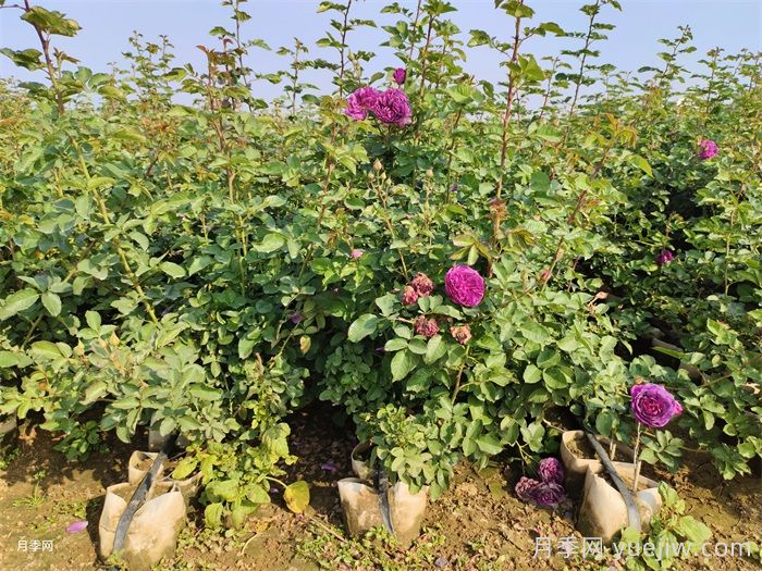 月季最新批发价格表,2025年9月月季网行情报价(图2) 月季最新批发价格表,2025年9月月季网行情报价(图2)