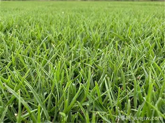 全年绿地草坪养护管理知识大全(图2)