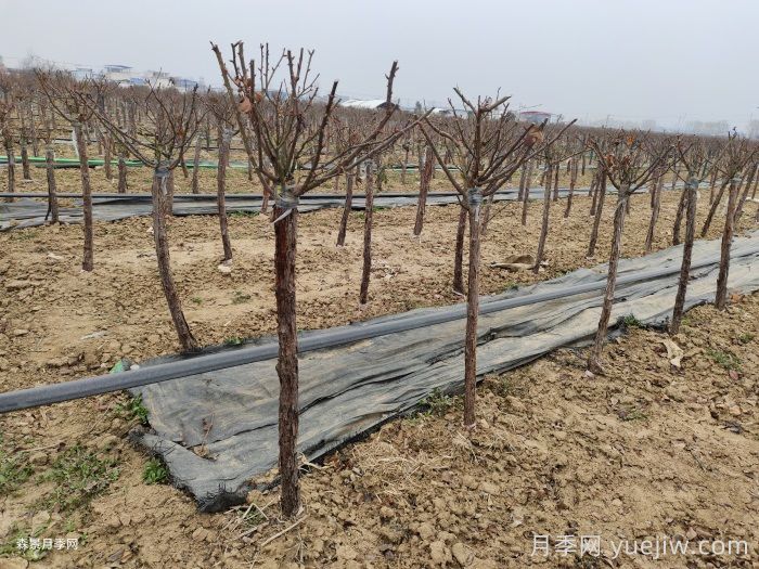 南阳花卉苗木抗雪防冻技术措施(图1)