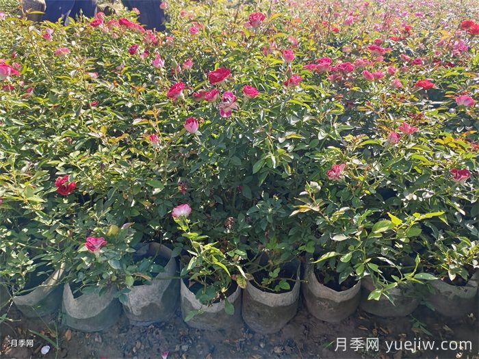  月季秋天可以移栽吗？(图2)