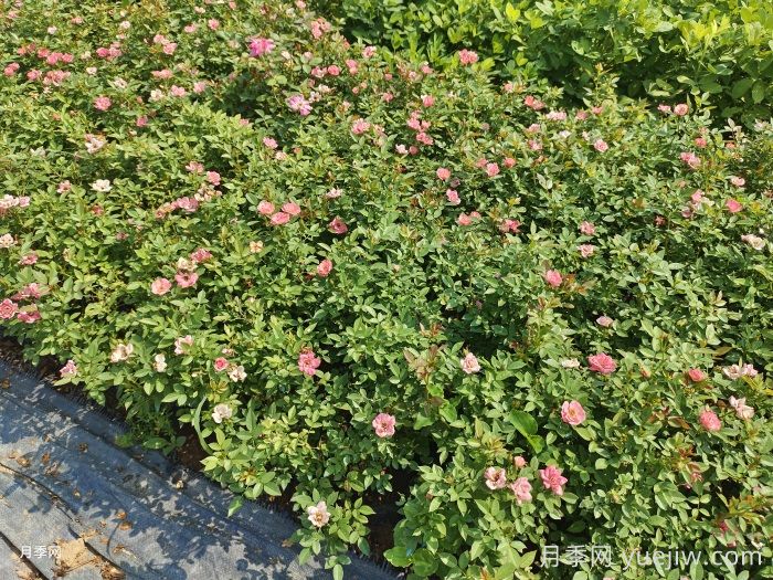  月季秋天可以移栽吗？(图3)
