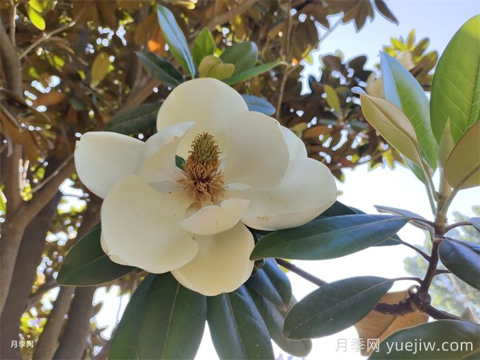 玉兰树的修剪施肥和养护注意(图1)