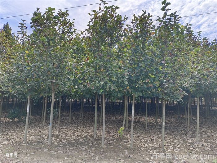 玉兰树的养殖方法和注意事项(图2) 玉兰树的养殖方法和注意事项(图2)