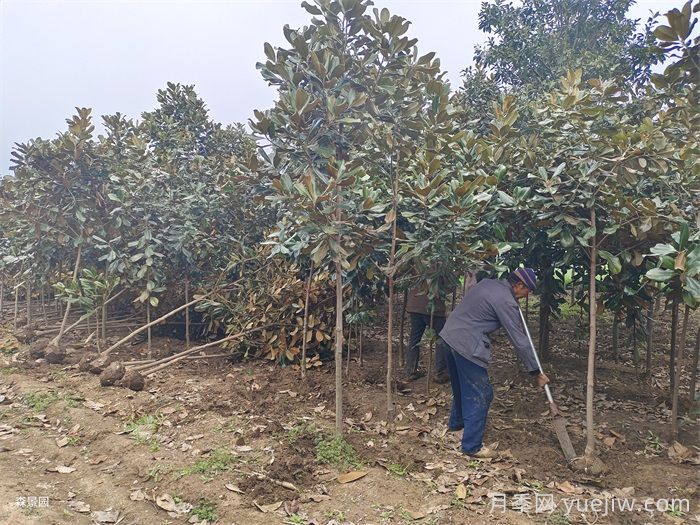 玉兰树的养殖方法和注意事项(图3) 玉兰树的养殖方法和注意事项(图3)