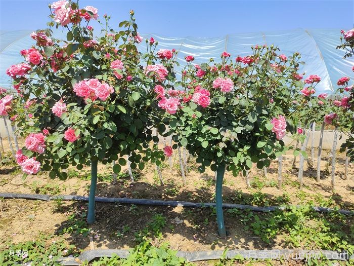树状月季移栽最佳时间是什么时候?(图1) 树状月季移栽最佳时间是什么时候?(图1)