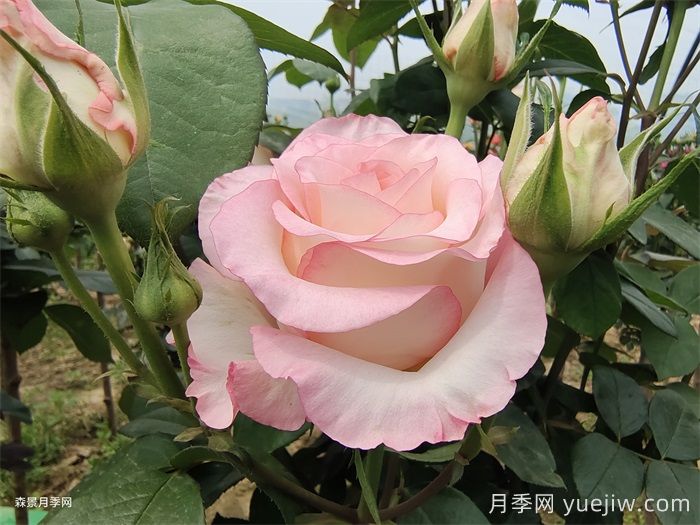 送了这么多年的玫瑰，竟然全是月季？(图1)