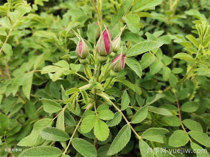 送了这么多年的玫瑰，竟然全是月季？(图2)