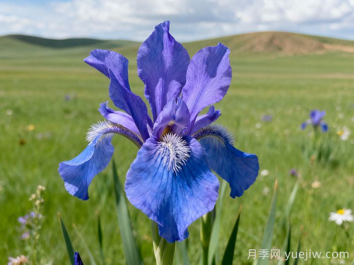 鄂尔多斯市花文化和月季景观(图1)