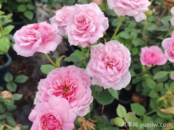 蔷薇花的花语，八大颜色蔷薇的花语(图2)