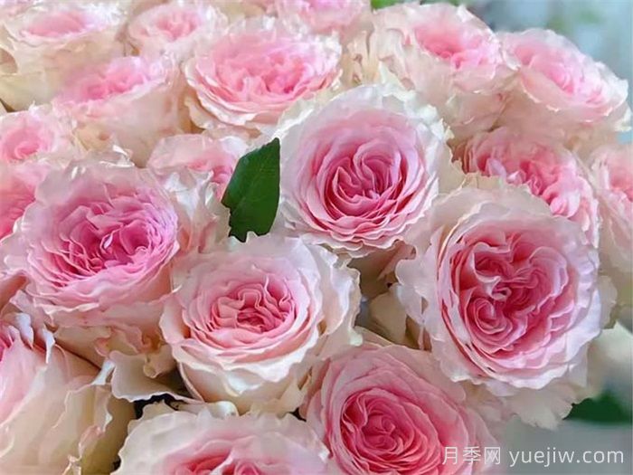 洛神月季介绍和优缺点(图1) 洛神月季介绍和优缺点(图1)