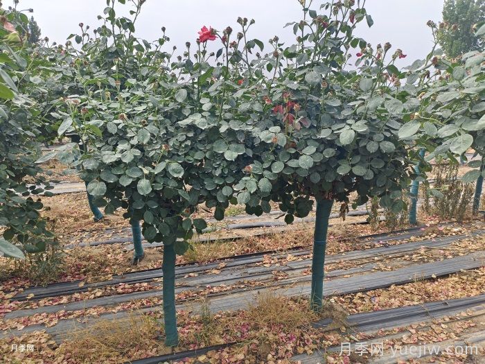 秋季树状月季种植管理和养护介绍(图1) 秋季树状月季种植管理和养护介绍(图1)