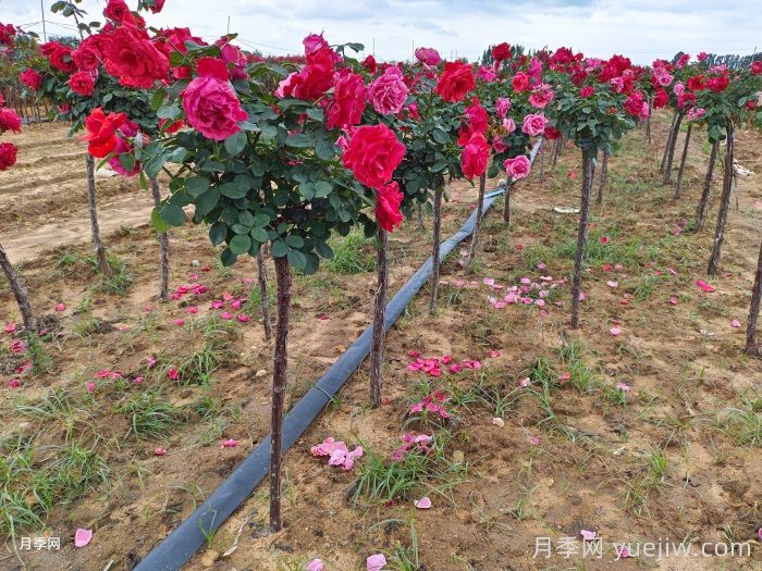 秋季树状月季种植管理和养护介绍(图2) 秋季树状月季种植管理和养护介绍(图2)