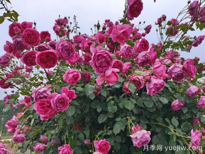 毕节市园林绿化适合种月季花吗？(图2)