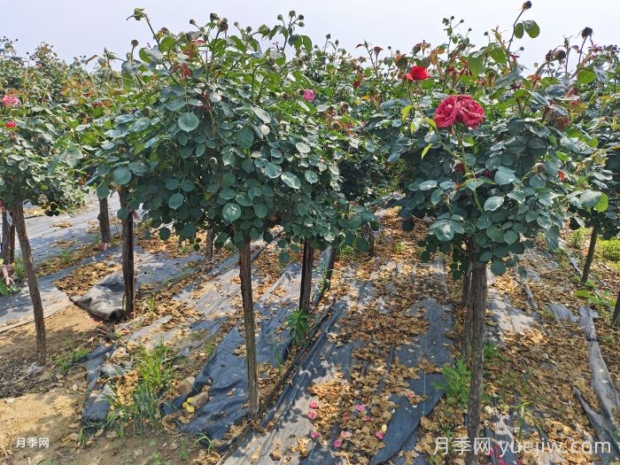 嫁接的月季树总是长不好？施肥可以养根吗？(图1)