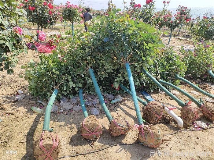 4公分树状月季/4公分月季树(图6) 4公分树状月季/4公分月季树(图6)