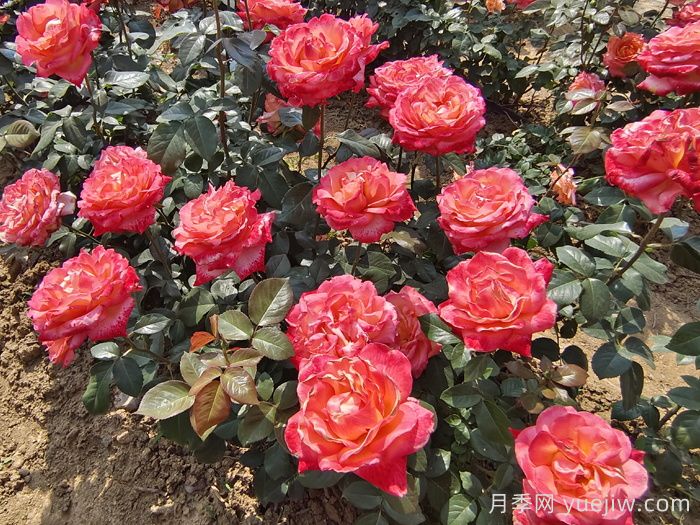 秋天做到这4点,大花月季开爆花(图1) 秋天做到这4点,大花月季开爆花(图1)